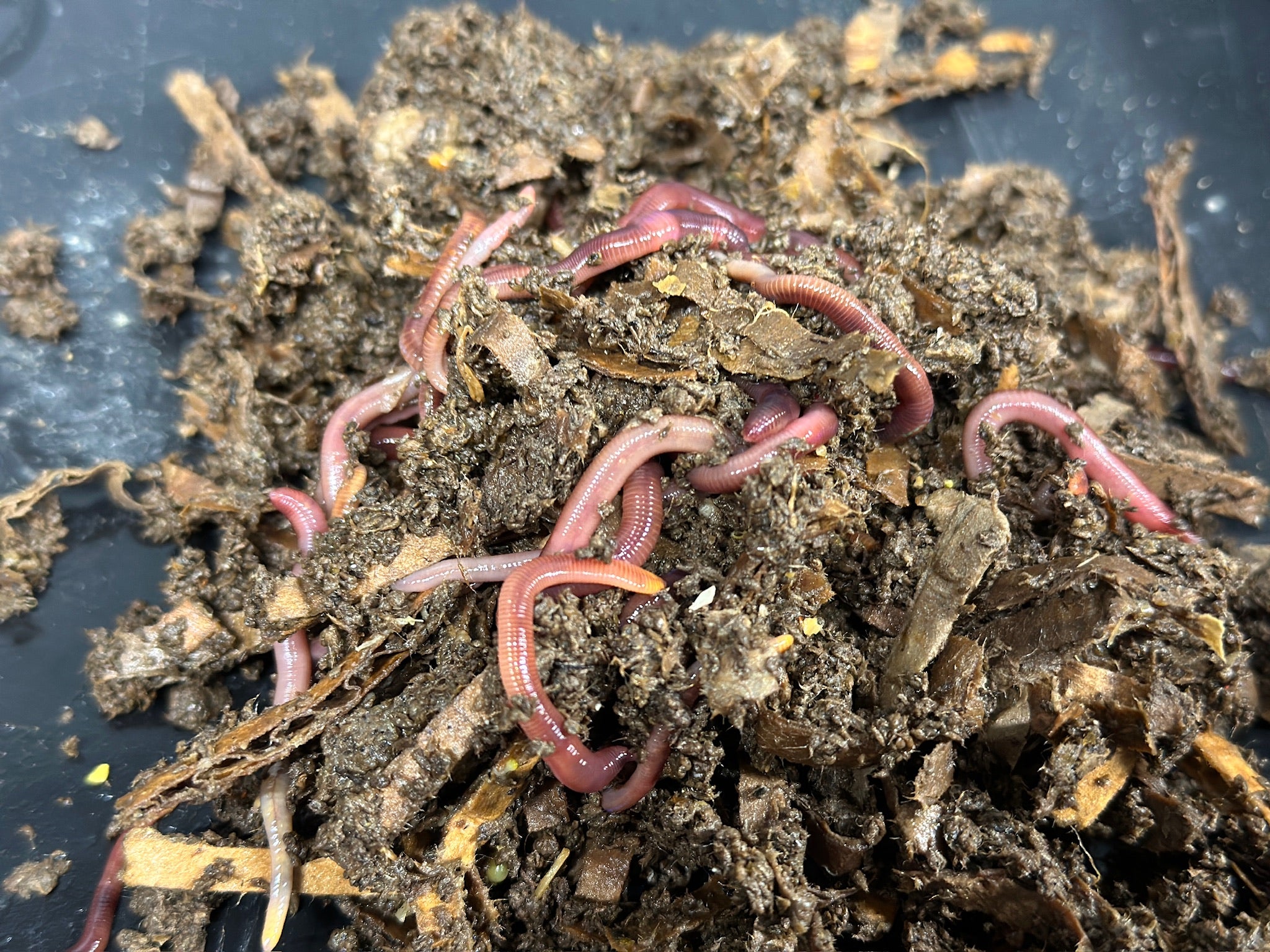 Composting Worms